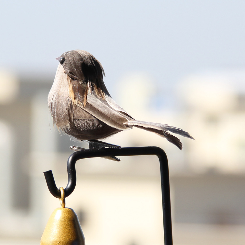 Title: The story of Yaya Feather - a bird with a unique gift