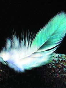 The Insulation of Feathers: The Quality of Down Fabric