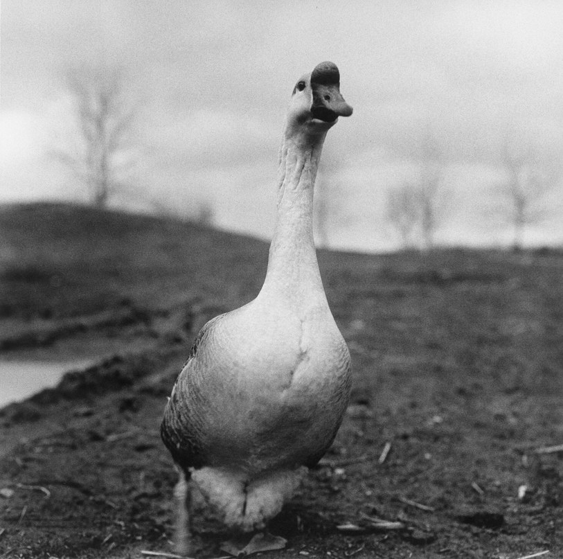 Title: The Story of Goosey, the Giant White Goose