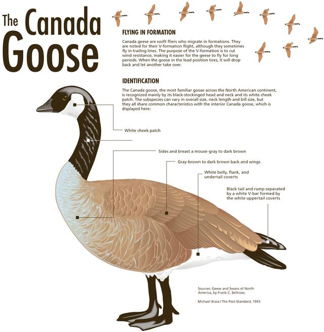 Title: The Canadian White Goose: A Symbol of Winters Warmth