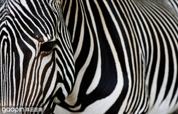 Title: A Guide to Creating Beautiful Zebra-PrintScarves with Natural Dyes