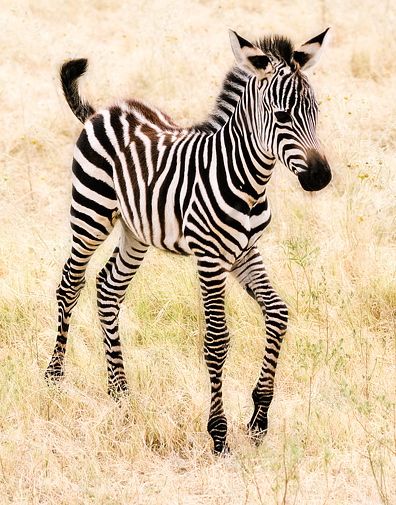 Title: A Guide to Creating Beautiful Zebra-PrintScarves with Natural Dyes