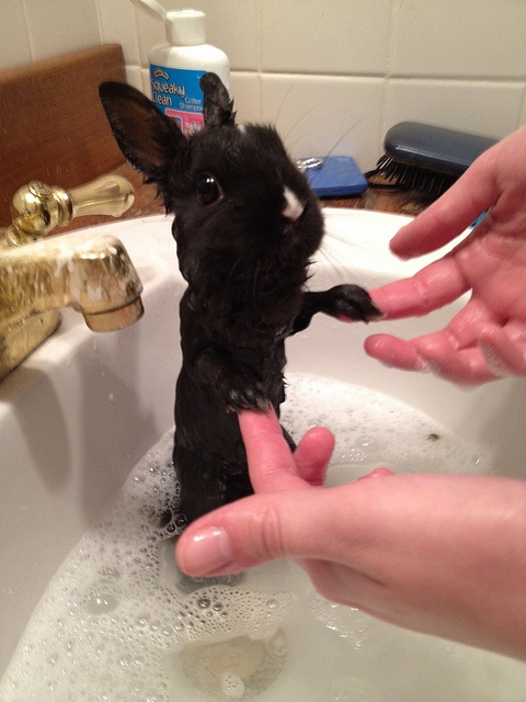 Can Rabbit Hair Scarves be Washed by Water?