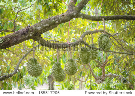 Title: The Unique and Delectable Journey of Durian Towel Rolls