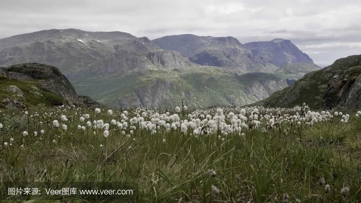 Exquisite Mountain Flowers: The Art of the Oriental Rug