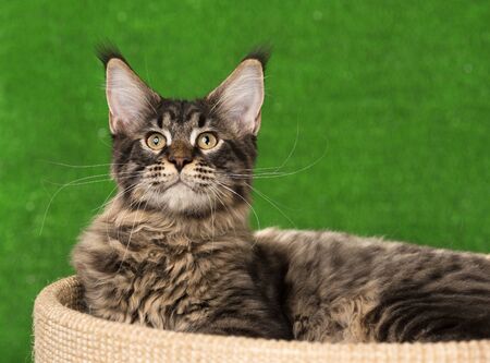 Title: The Cats scratching post: A tale of furniture, feline behavior, and the human-animal bond