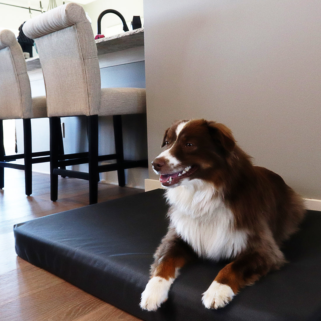 Title: Unraveling the Mystery of Dogs Digging Up Sofas: A Comprehensive Study