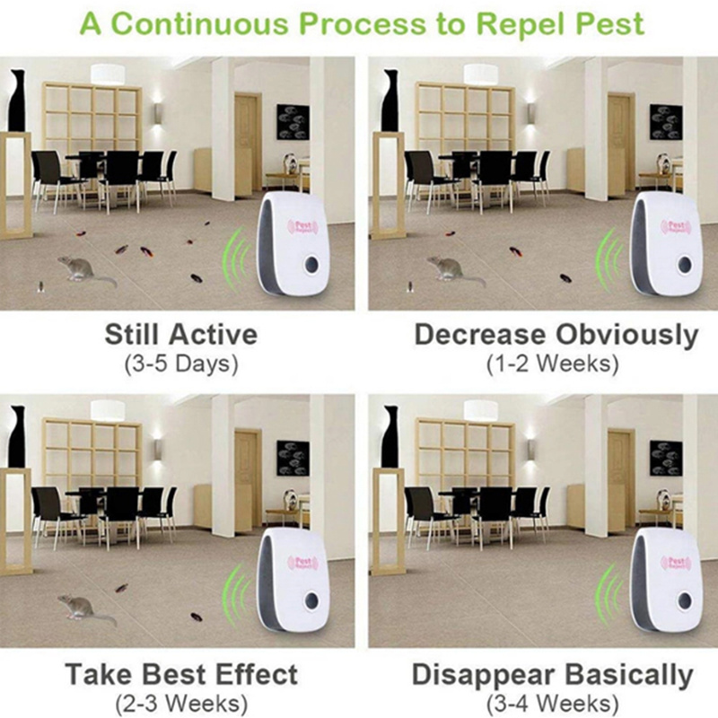 Title: The Simplest Method to Remove Cockroaches from Sofas