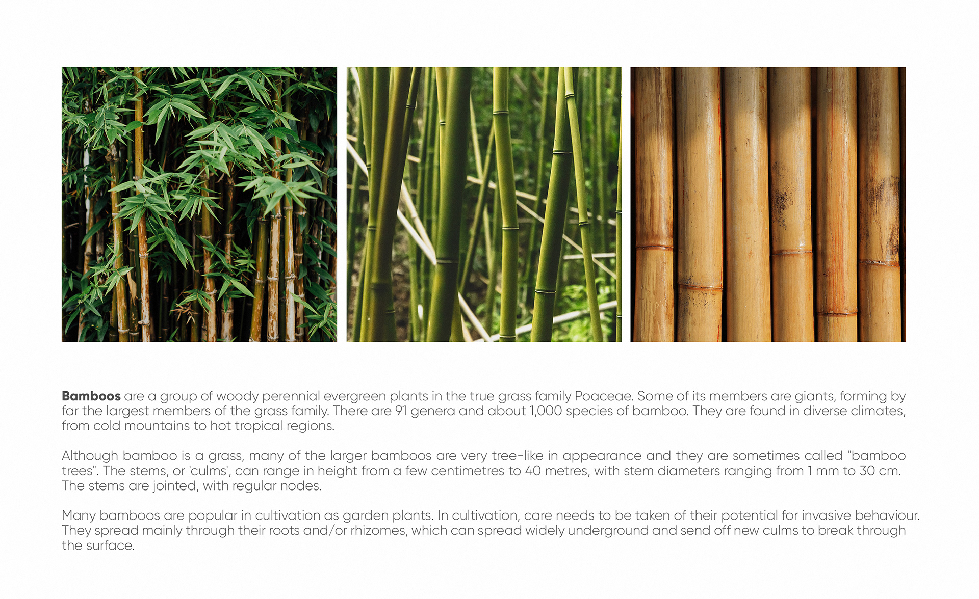 Title: The Unique Beauty of Bamboo Blinds