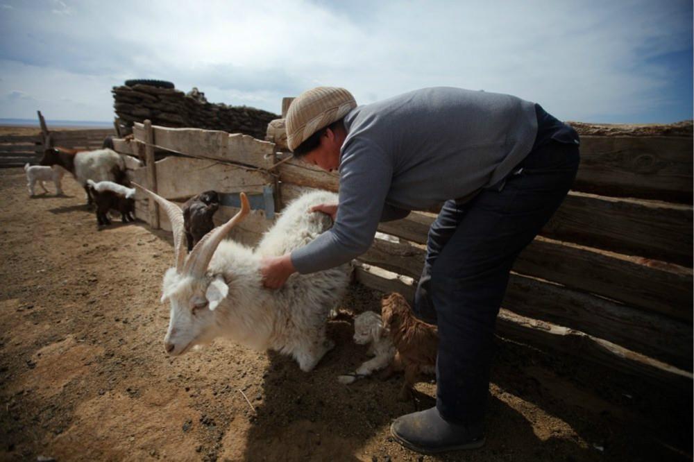 The Unique Charm of Inner Mongolia Cashmere