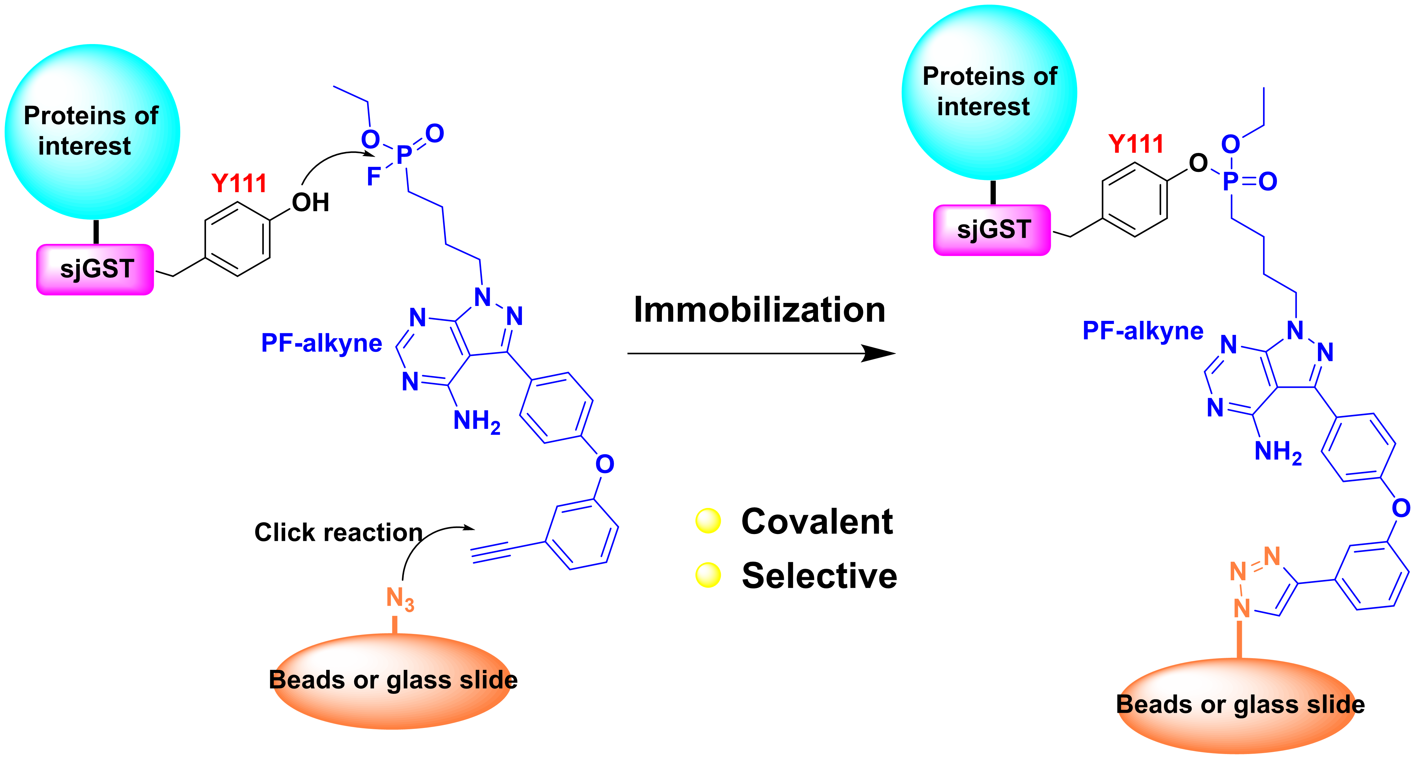 Title: The Unique Properties of Cashmere Protein Fiber