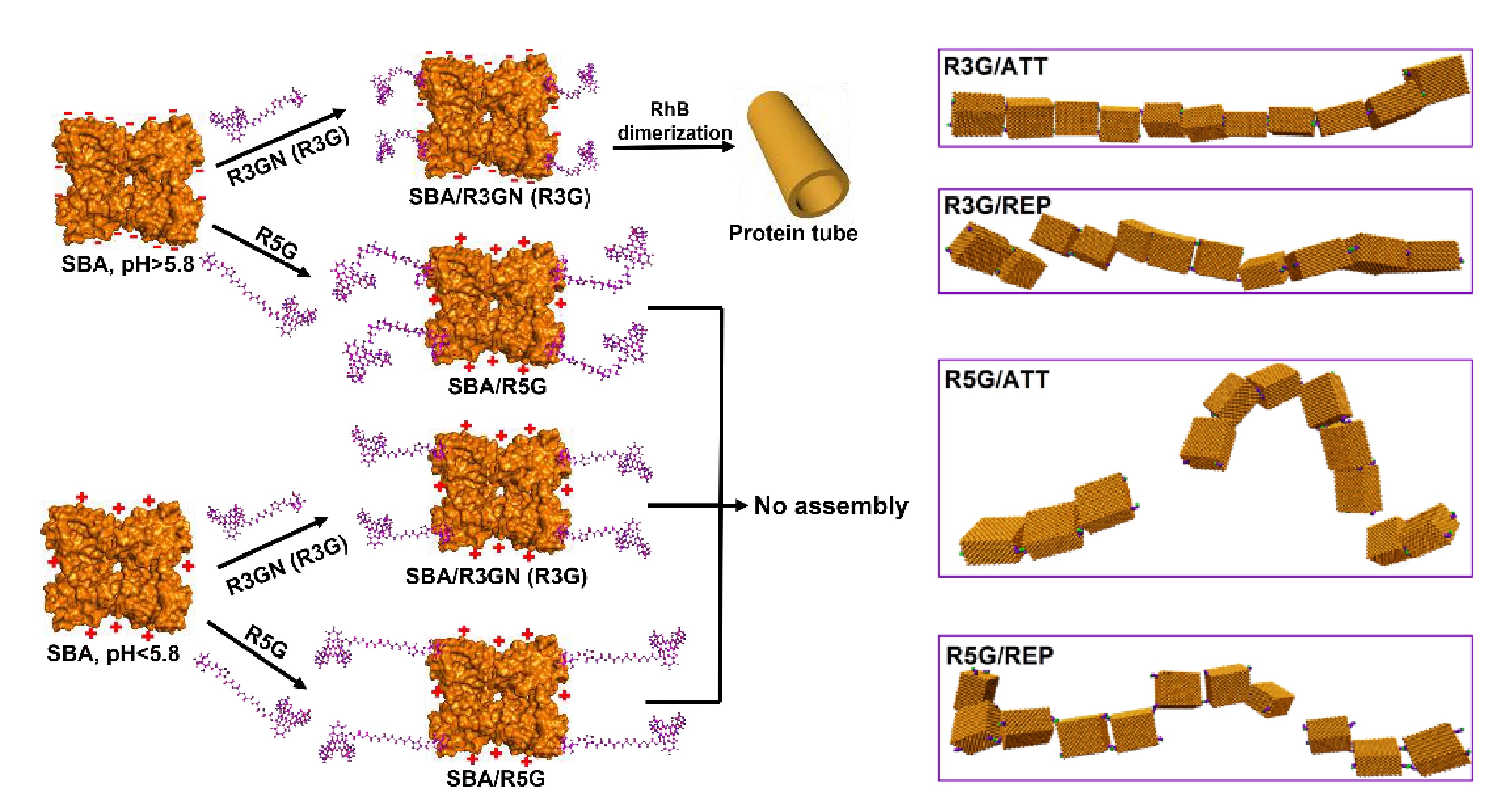 Title: The Unique Properties of Cashmere Protein Fiber