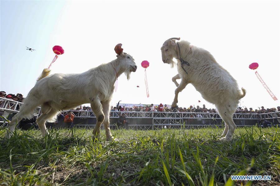 Does Goat Hair Balloon?