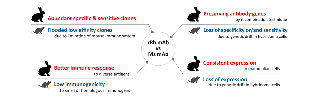 Title: The Merits of Rabbit Hair and Cashmere: A Comparative Analysis