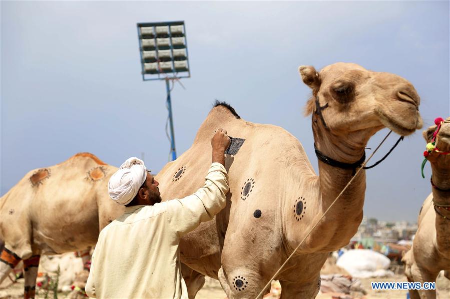 The Noble Textiles: Camel and Cashmere