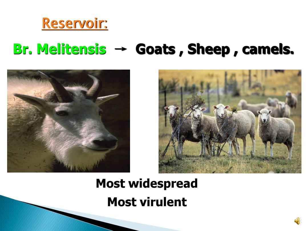 Title: The Difference between Sheep and Goat Cashmere