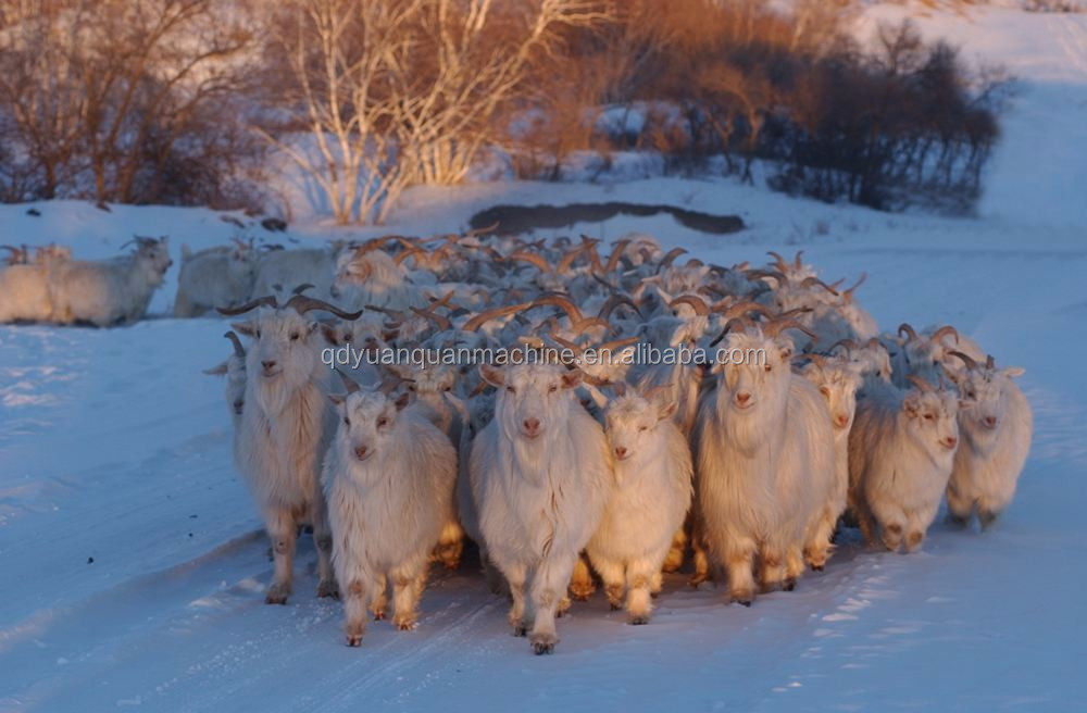 The Difference between Sheep and Cashmere Sweaters