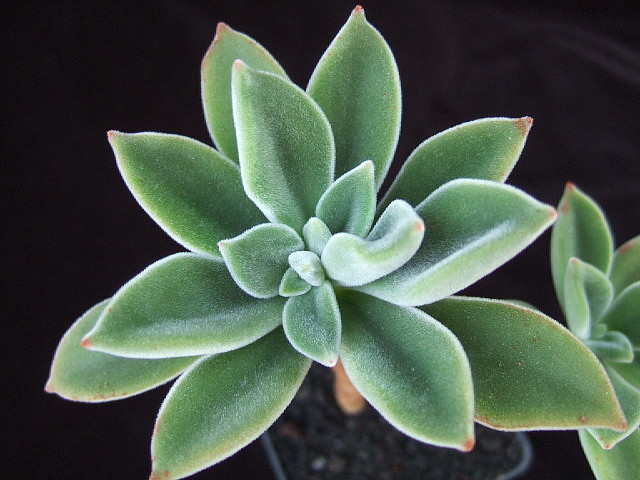 The Cultivation of Echeveria Green Velvet