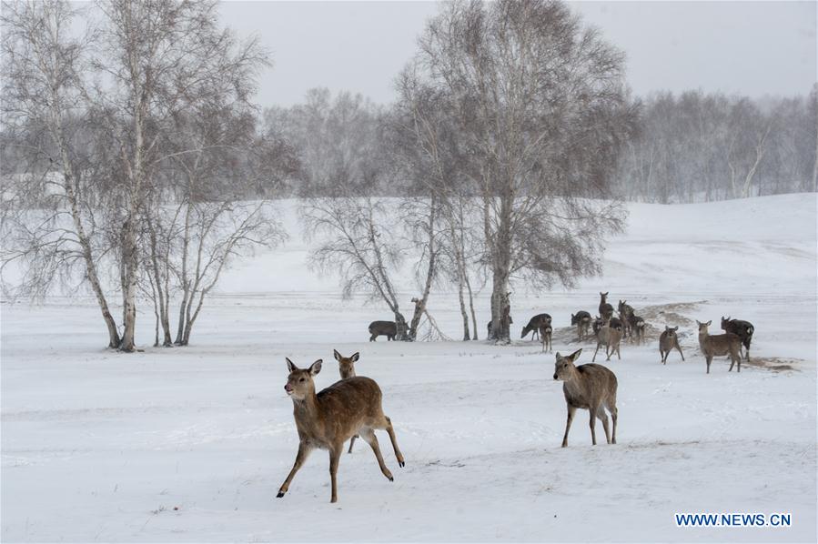 Title: The Deer King Cashmere Company of Inner Mongolia