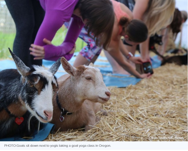 Is Platinum Cashmere Goat Hair?