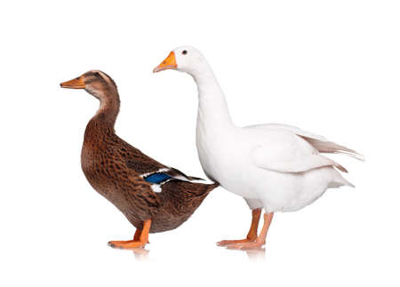 Title: The Difference between White Duck and White Goose Down