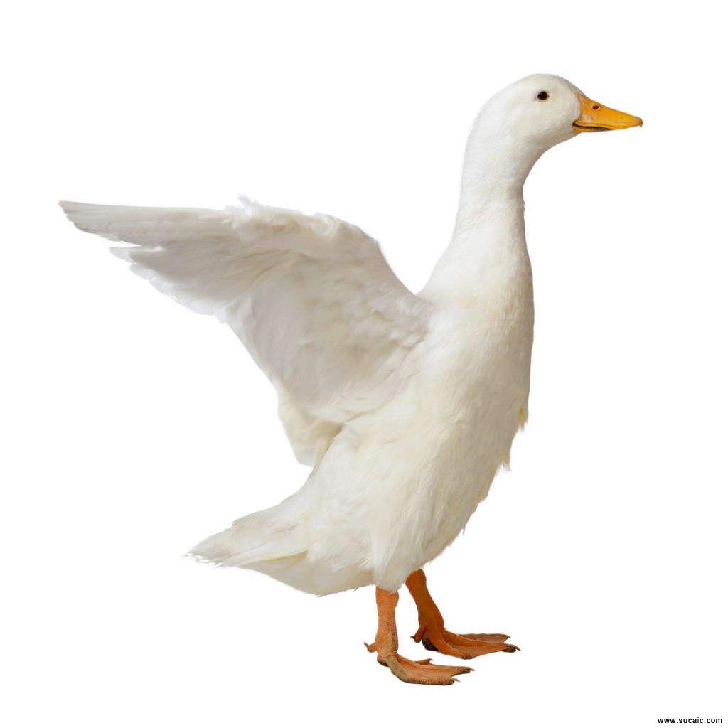 Title: The 90% White Duck Feather Price Report