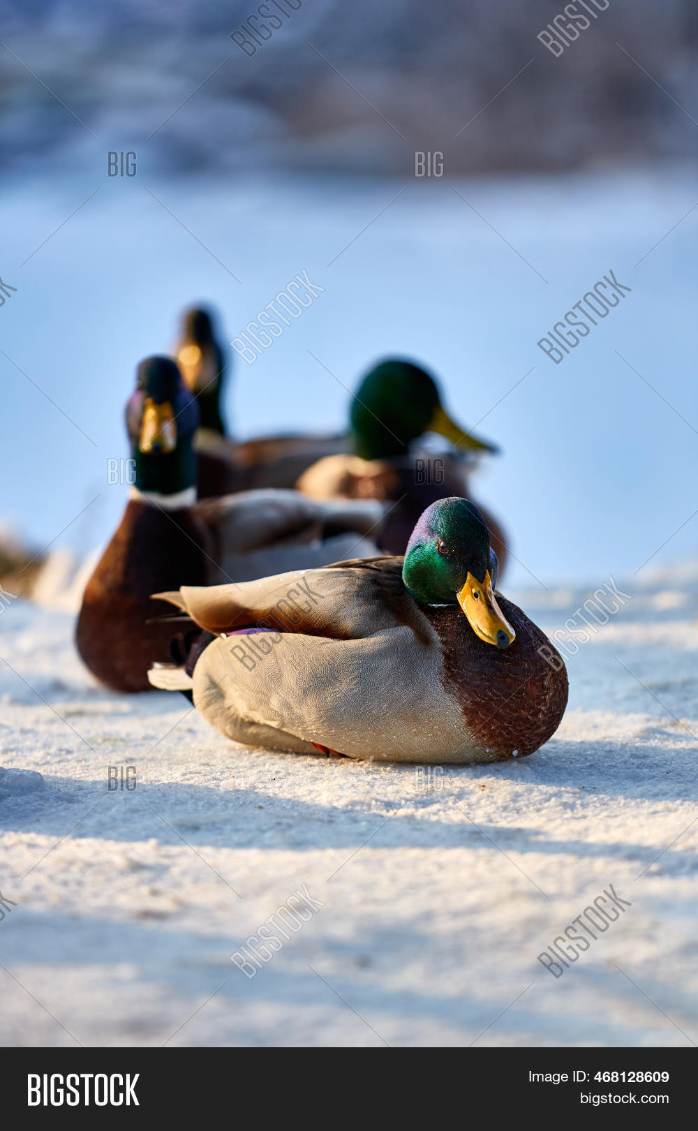 Title: Is Duck Feather Down Warm Enough for Winter?