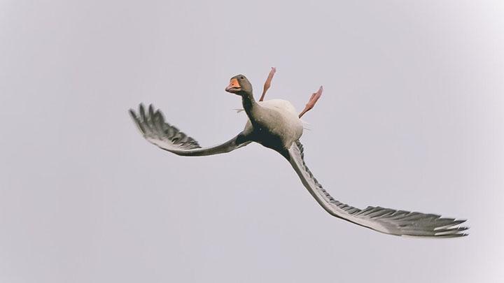 Title: The Debate of Goose vs. Duck Down in Jackets