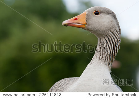 Title: The Unique Charm of Grey Goose and White Duck Down