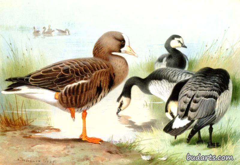 Title: The Unique Charm of Grey Goose and White Duck Down