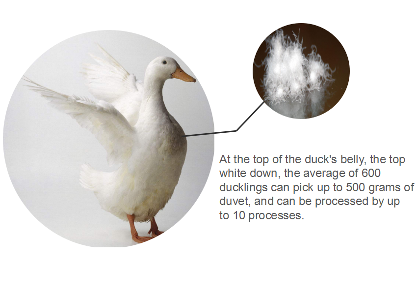 Title: White Duck Feather vs. Gray Duck Feather: A Comparison of Quality and Performance