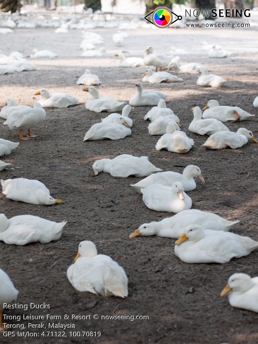 The Advantages of White Duck Feather