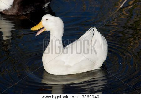 Title: The Comparison of White Duck Feather and White Goose Feather