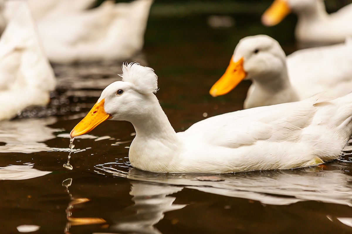 Title: The Unique Charm of 50% White Duck Down