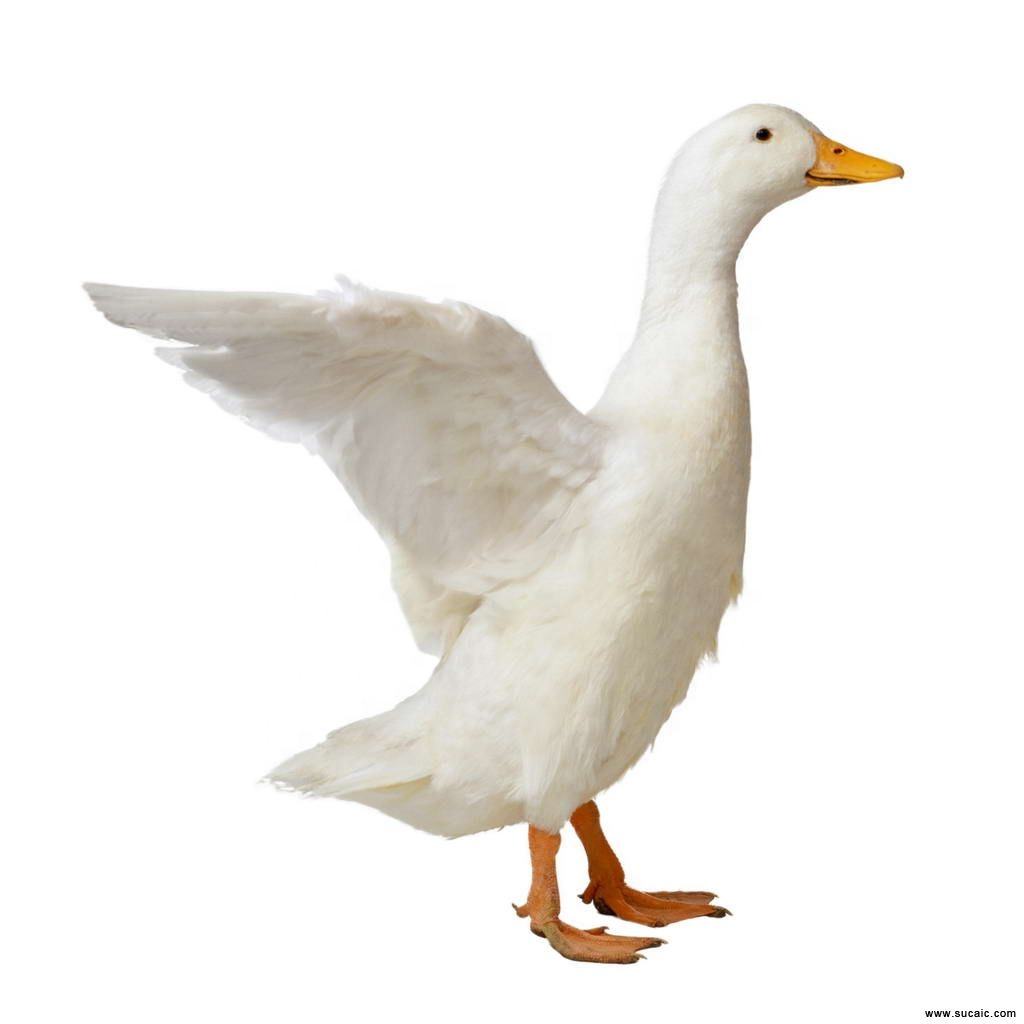 Title: The Unique Properties of White Duck and Grey Goose Down