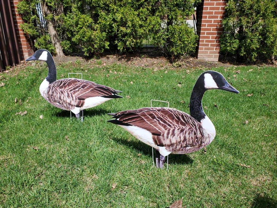 Title: The Difference between Duck Down and Goose Down in Winter Coats