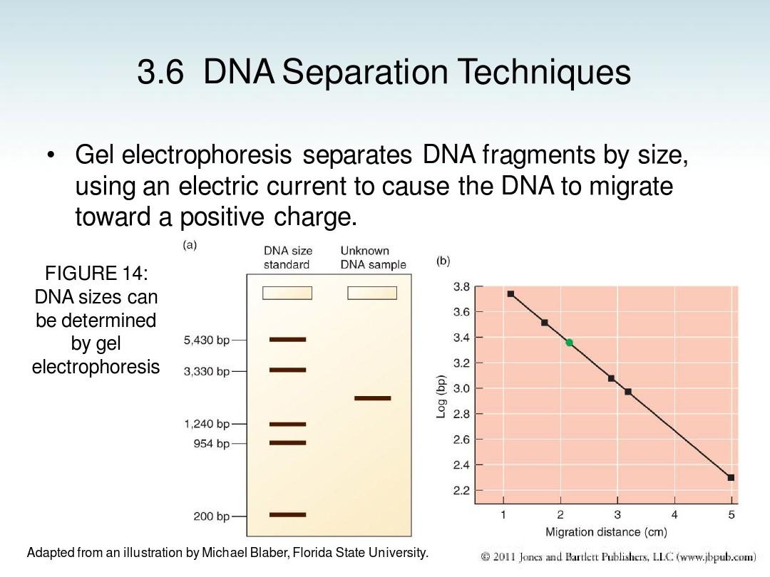 Title: Acellular Dermal Matrix: Its Applications and Future in Biomedical Fields