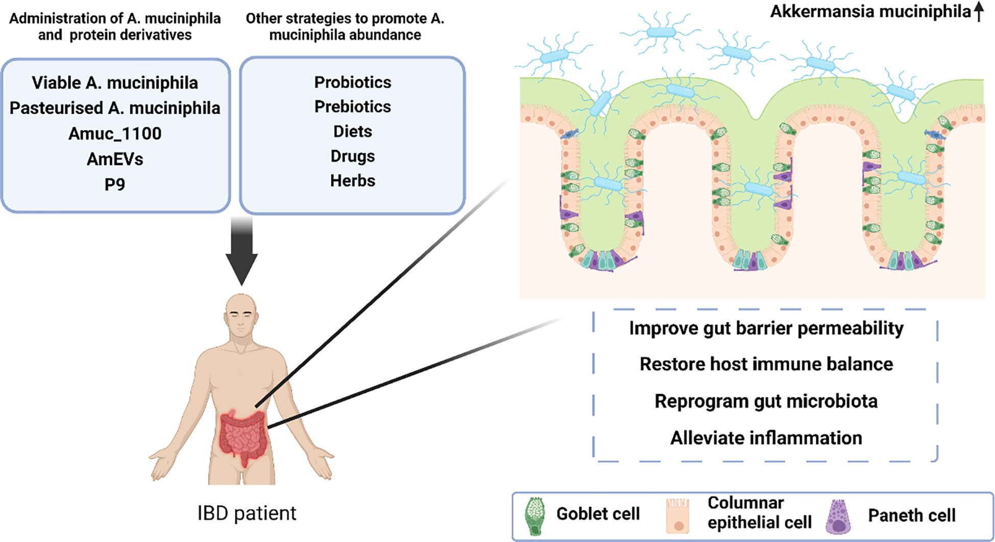 Title: The Dermis Layer: Understanding Its Role and Importance in Skin Health