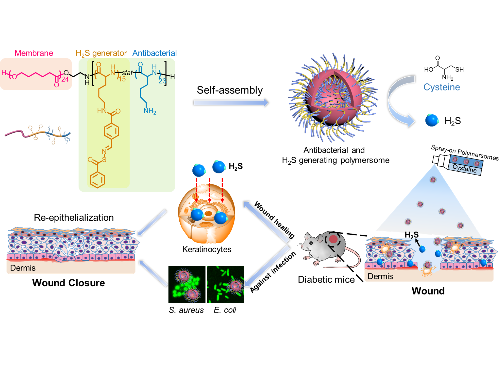 Title: Hydrolysis of Silk: A Sustainable and Efficient Process for Extracting Silk Protein