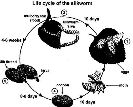 Title: The Silkworm