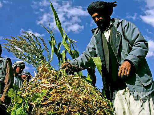 The Silk Harvest: Price, Quality, and Quantity